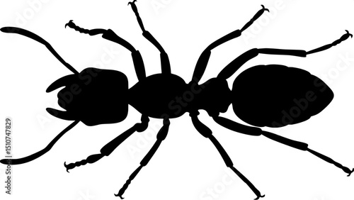 Silhouette of an Argentine ant, symmetrical front view, isolated, minimalist design