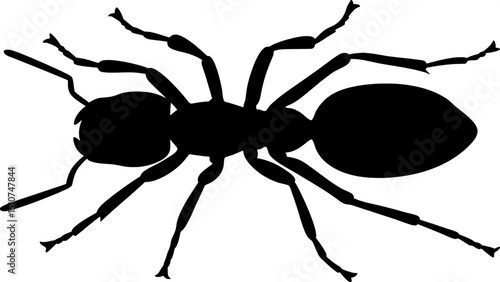 Silhouette of an Argentine ant, symmetrical front view, isolated, minimalist design