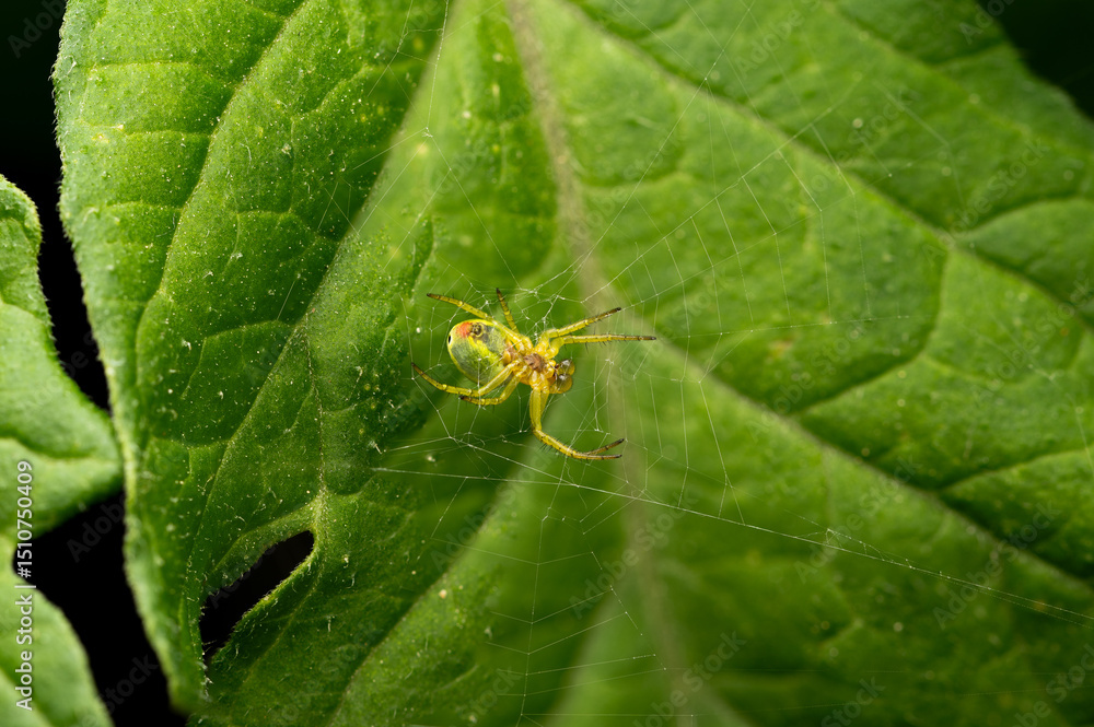 Kleine grüne Spinne auf ihrem Netz auf einem Blatt – Makroaufnahme Kleine grüne Spinne auf ihrem Netz auf einem Blatt – Makroaufnahme