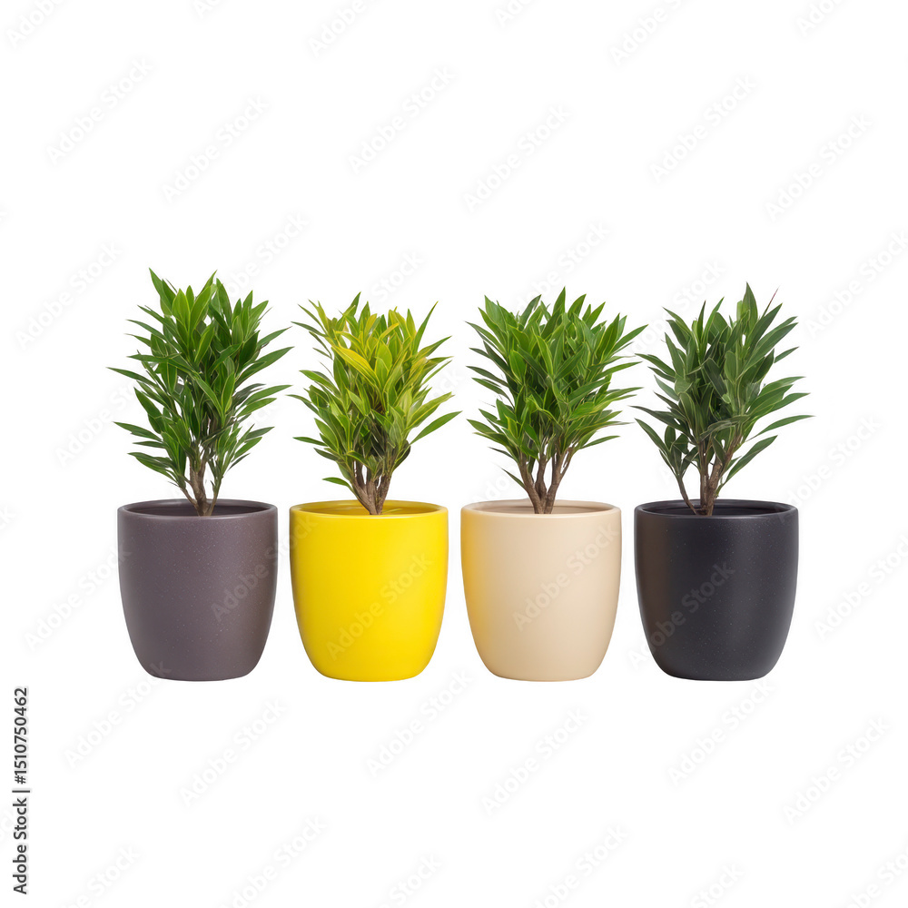 Fototapeta premium Four potted plants in colorful pots are arranged in row, showcasing vibrant green foliage. pots are in shades of brown, yellow, beige, and black, adding modern touch