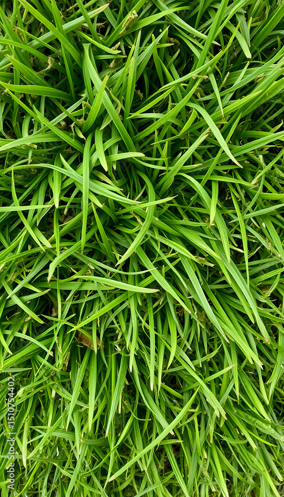 Lush green grass texture seamless repeat background, sticker style. with white shades Lush green grass texture seamless repeat background, sticker style. with white shades