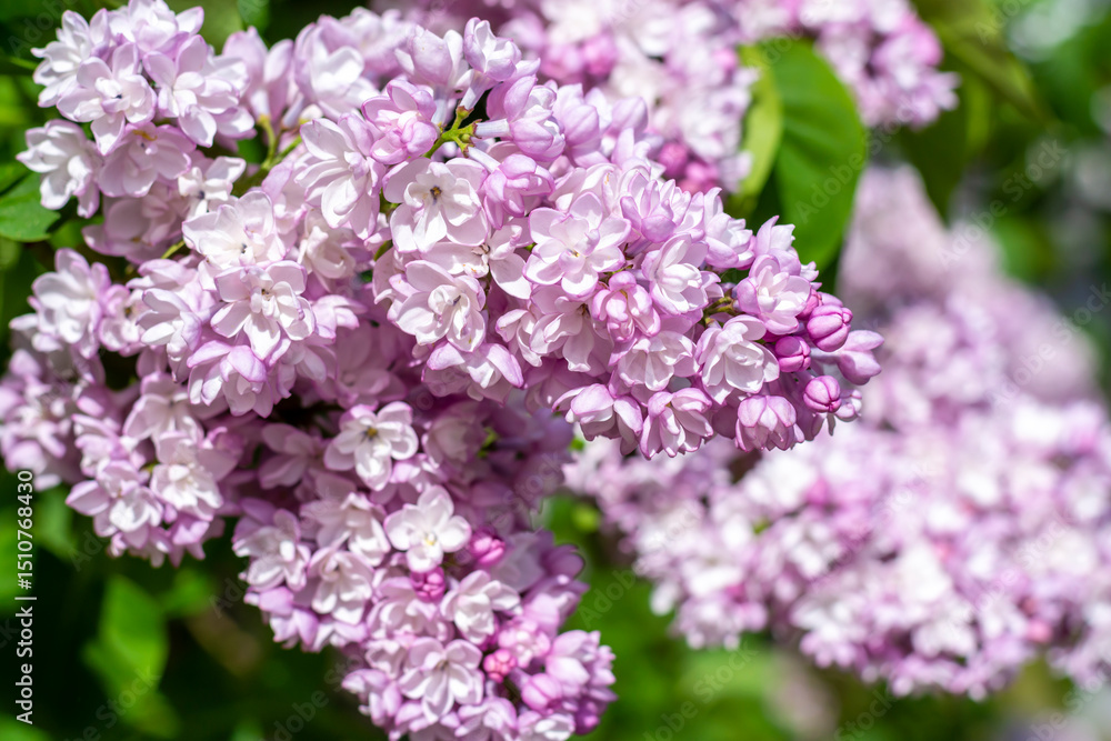 Blooming double (double) lilac on a summer sunny day Blooming double (double) lilac on a summer sunny day