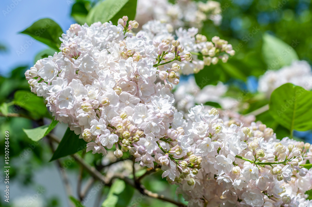 Blooming white double (double) lilac on a summer sunny day Blooming white double (double) lilac on a summer sunny day