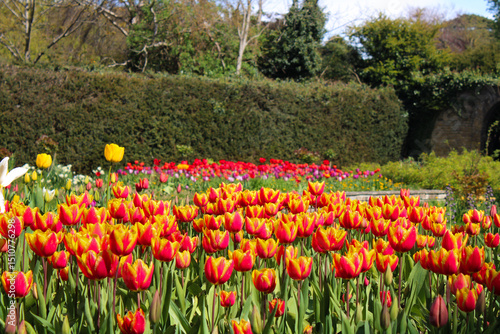 Photography Colorful Tulip Field in St. Anne’s Park, Dublin, Ireland