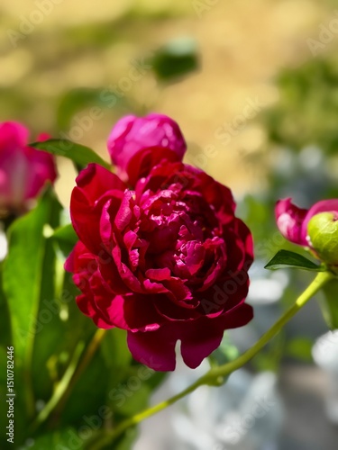 Soft-Focused Velvet-Petaled Crimson Rose in Bloom