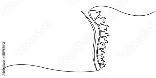 one line spine, Continuous one line drawing bones of human hand.  Wrist bones in single line art vector illustration. Editable stroke, Chiropractor spine. Continuous one line drawing on white back.