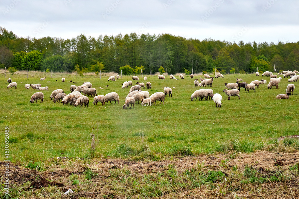 Obraz premium A large flock of sheep grazing in a green field in the countryside in summer