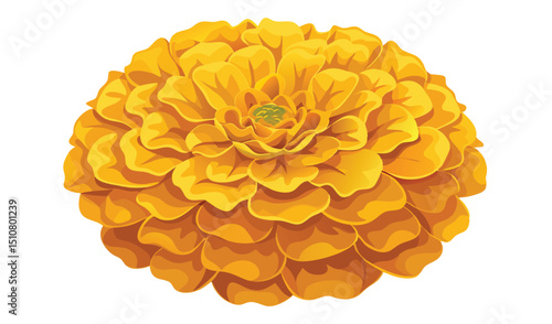 Vibrant yellow marigold flower closeup illustration