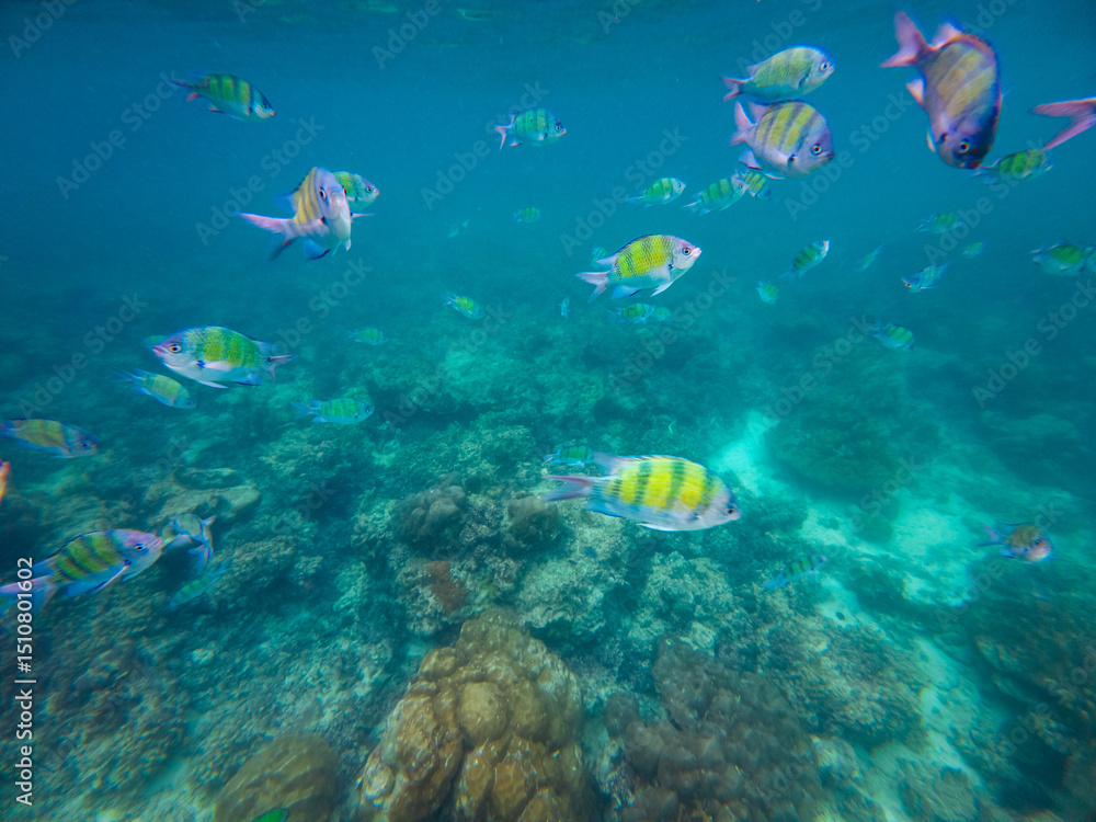 Obraz premium Vibrant and colorful sergeant major fish travel in aggregation, in shoal, while feeding, swimming near corals, underwater shot.