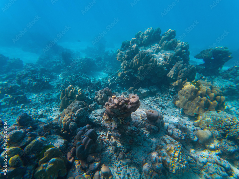 Obraz premium Coral reef teeming with life, various shapes and colors under clear turquoise water, with small fish scattered around, underwater shot.