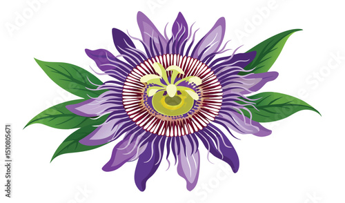 Passiflora Blossom: An artistic illustration showcases the captivating beauty of a passiflora flower, also known as a passion flower, featuring its intricate details.