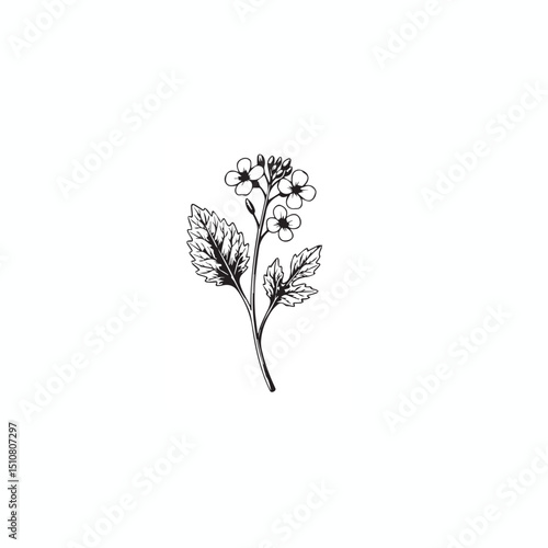 Vintage Mustard Plant Illustration – Hand-Drawn Branch with Leaf and Flower