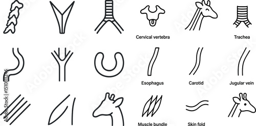 Anatomical symbols for giraffe neck and throat structure diagrams