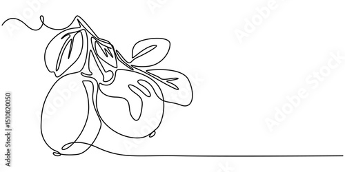 Jojoba fruit continuous one line drawing, Jojoba, Jojoba. Ayurveda.Artistic black and white botanical illustration of a jojoba plant branch with fruits, flowers, and leaves, hand-drawn with intricate.
