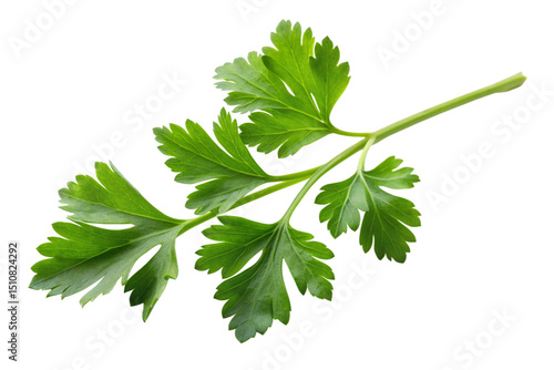 Fototapete A single sprig of flat-leaf parsley on Transparent Background