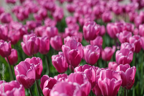 Tulip. Flower. The tulip belongs to the genus of bulbous perennial plants of the Lily family. Gardening.