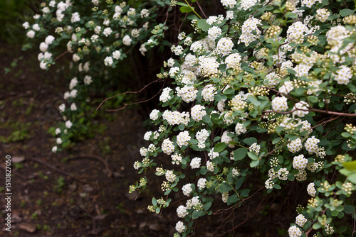 White flowers of spirea close-up. Flowering bush of meadowsweet.