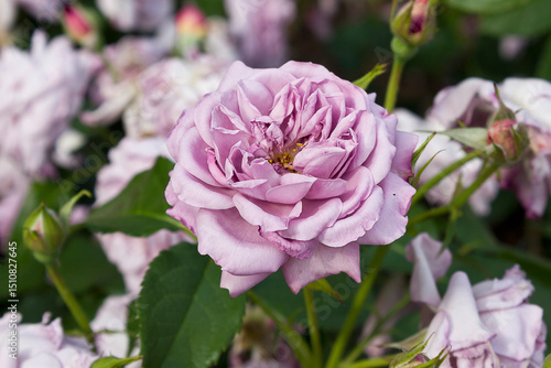 Close-up of garden roses. Flowerbed with pink roses