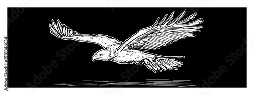 hawk flying low over water hand drawn bird illustration