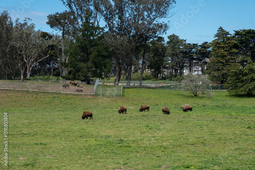 A herd of bison grazes on the open grass field of the Golden Gate Park Bison Paddock in San Francisco on March 22, 2020