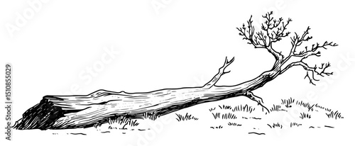fallen tree with dry branches minimal line art illustration