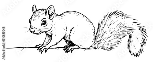 squirrel forest animal hand drawn outline vector illustration