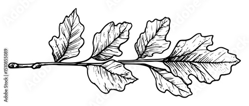 oak twig with leaves hand drawn outline illustration