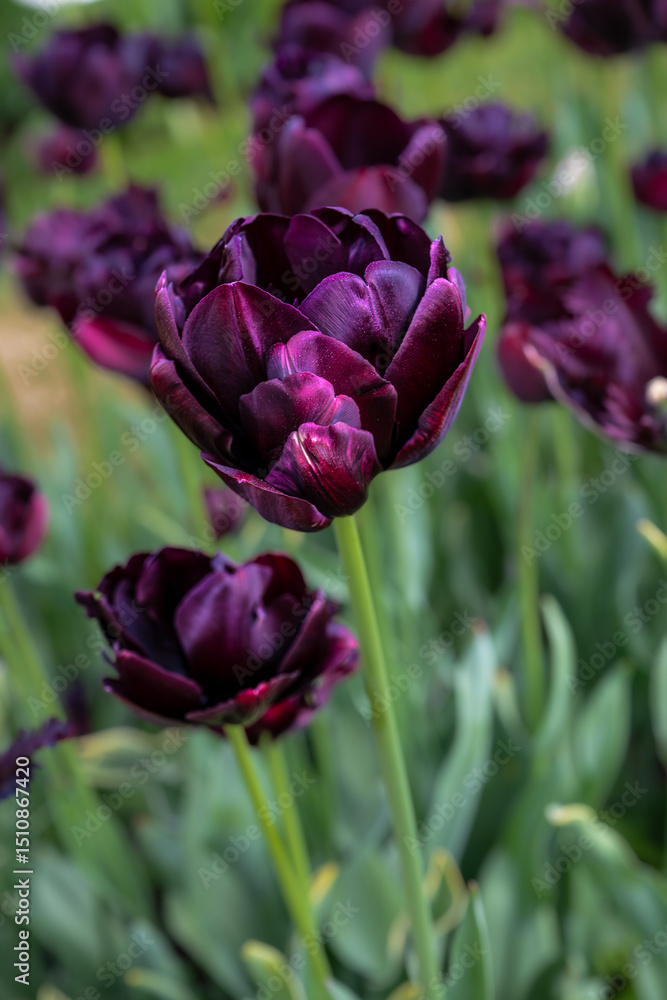 Obraz premium Flowering Tulips 'Midnight Mix' Variety in Spring