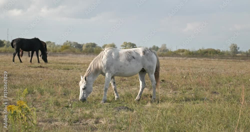 Horses Grazing on Field Pastures on Countryside. Rural Scene 4K 10-bit 60fps Slow motion Horses Grazing on Field Pastures on Countryside. Rural Scene 4K 10-bit 60fps Slow motion