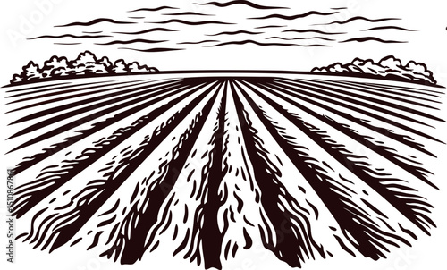 Vast agricultural field with cloudy sky and rows of crops in countryside landscape