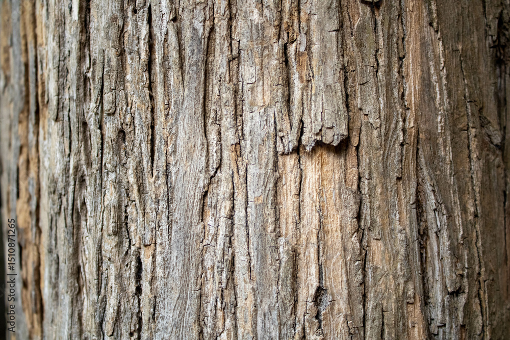 old wood texture old wood texture