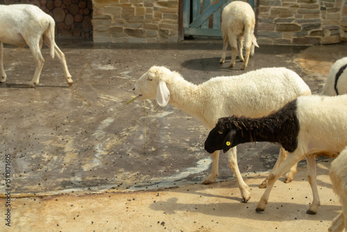 sheep and lamb black and white