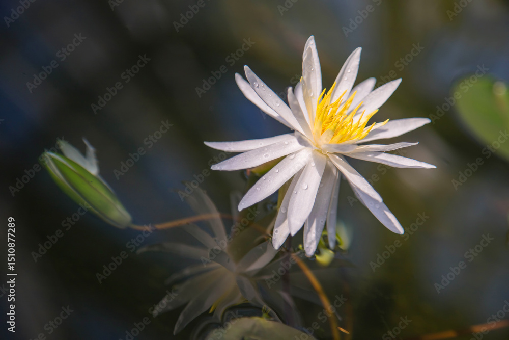A graceful white water lily flower covered in dew drops with a yellow center with a bud underwater and a reflection on the surface of the water. A graceful white water lily flower covered in dew drops with a yellow center with a bud underwater and a reflection on the surface of the water.