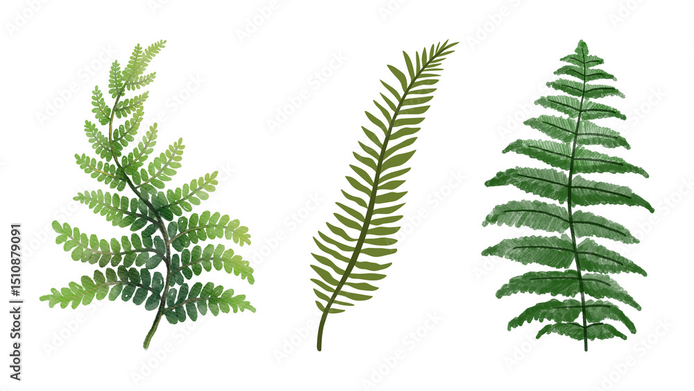 fern leaves isolated on white fern leaves isolated on white