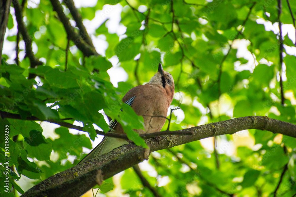 Obraz premium eurasian jay perched on a tree branch and watching up