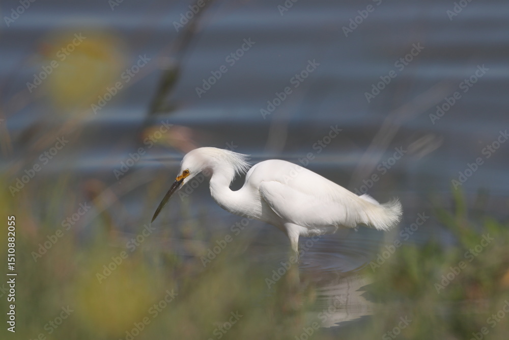 Snowy Egret, Egretta thula, single bird in water, Warwickshire Snowy Egret, Egretta thula, single bird in water, Warwickshire