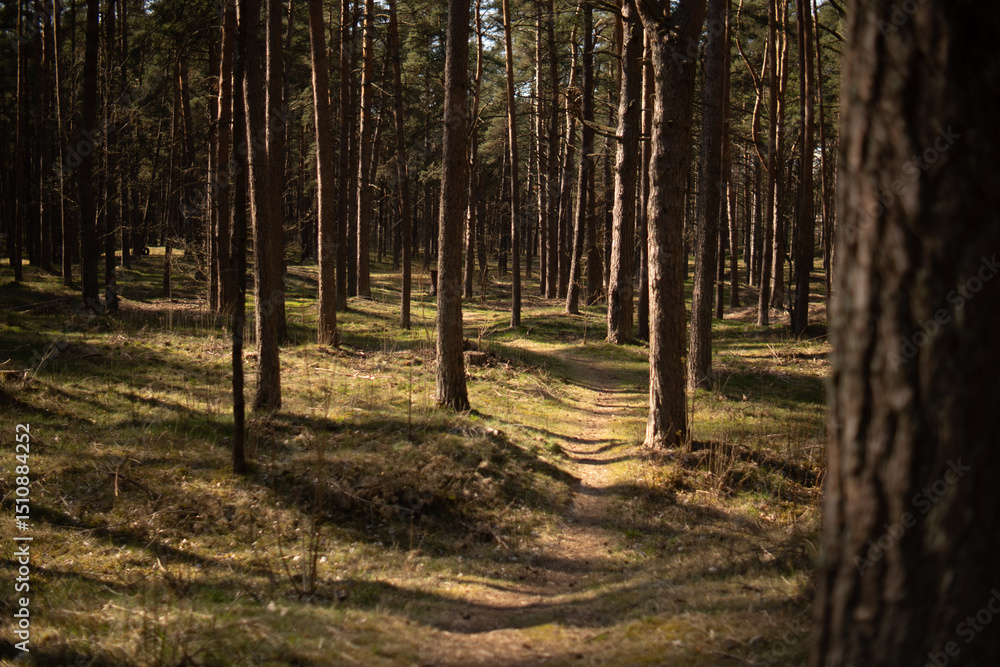 Fototapeta premium path in the woods