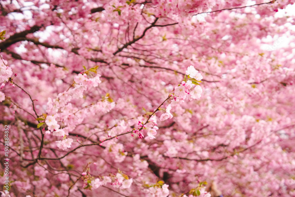 pink cherry blossom pink cherry blossom