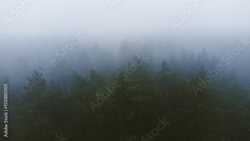 fog in the forest