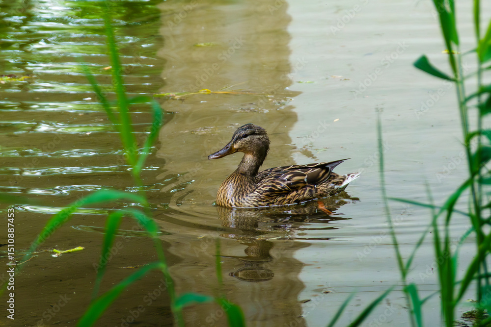 Obraz premium anatra nel lago