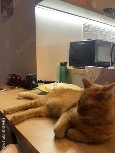 red cat lies on the kitchen table and moves its tail