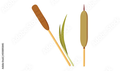 Cattail plant illustration set reed flower and leaf