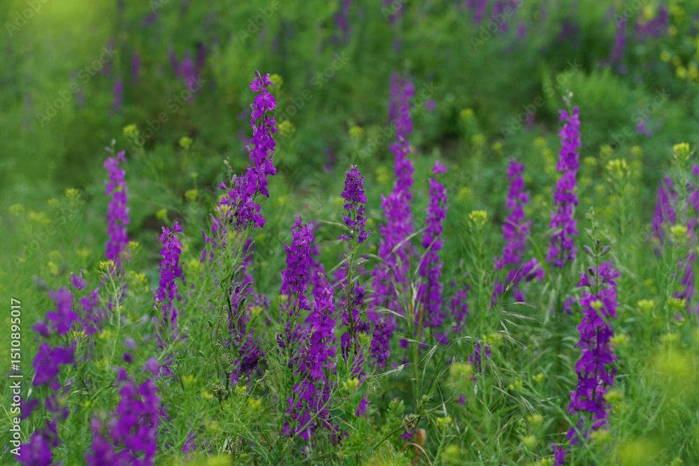 Filed of growing meadow clary with purple flowers Filed of growing meadow clary with purple flowers