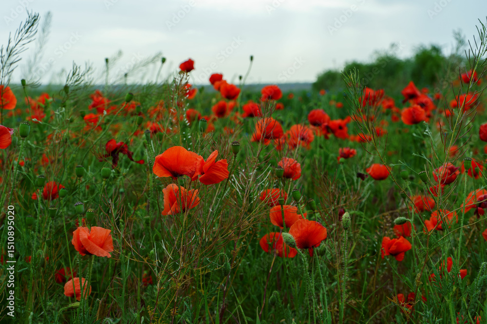 Fototapeta premium Close-up of bright red poppies on green meadow with cloudy sky on background 