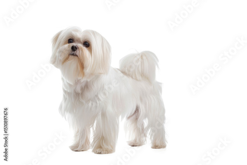A cute purebred Shih Tzu puppy sits on a white background