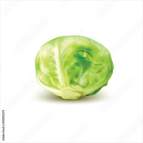 Fresh cabbage isolated on white background