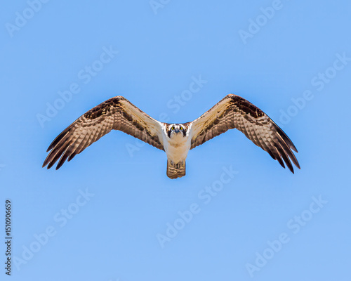 osprey in flight