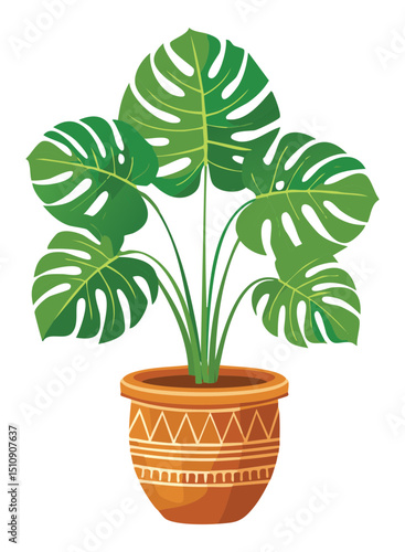 Monstera houseplant in ceramic pot