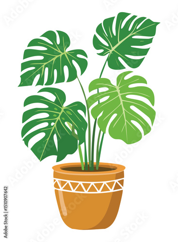 Monstera houseplant in ceramic pot