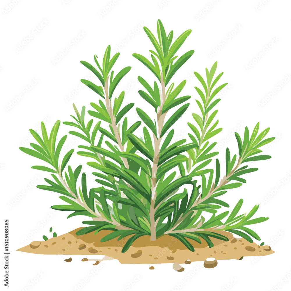 Fototapeta premium Rosemary growing in soil